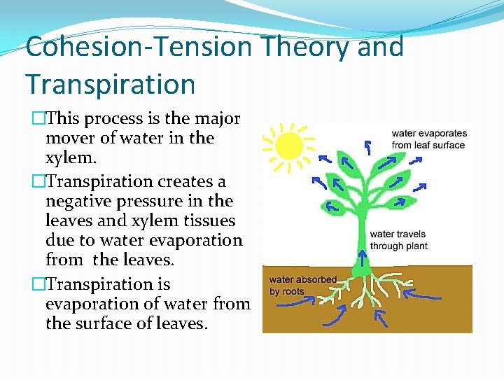 Cohesion-Tension Theory and Transpiration �This process is the major mover of water in the