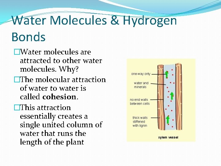 Water Molecules & Hydrogen Bonds �Water molecules are attracted to other water molecules. Why? Water Molecules & Hydrogen Bonds �Water molecules are attracted to other water molecules. Why?