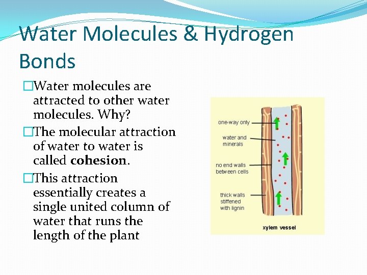 Water Molecules & Hydrogen Bonds �Water molecules are attracted to other water molecules. Why?