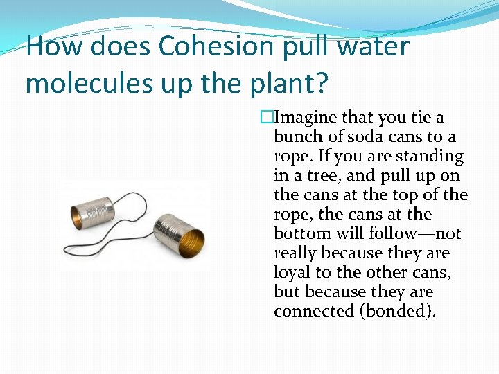 How does Cohesion pull water molecules up the plant? �Imagine that you tie a