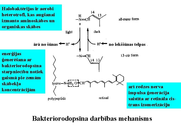 Halobaktērijas ir aerobi heterotrofi, kas augšanai izmanto aminoskābes un organiskas skābes ārā no šūnas
