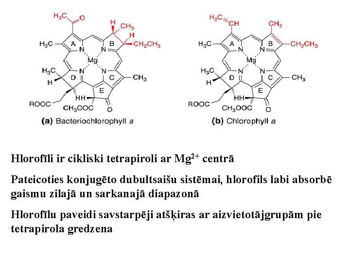 Hlorofīli ir cikliski tetrapiroli ar Mg 2+ centrā Pateicoties konjugēto dubultsaišu sistēmai, hlorofils labi