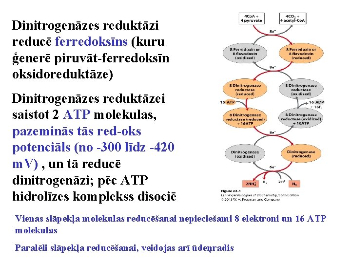 Dinitrogenāzes reduktāzi reducē ferredoksīns (kuru ģenerē piruvāt-ferredoksīn oksidoreduktāze) Dinitrogenāzes reduktāzei saistot 2 ATP molekulas,