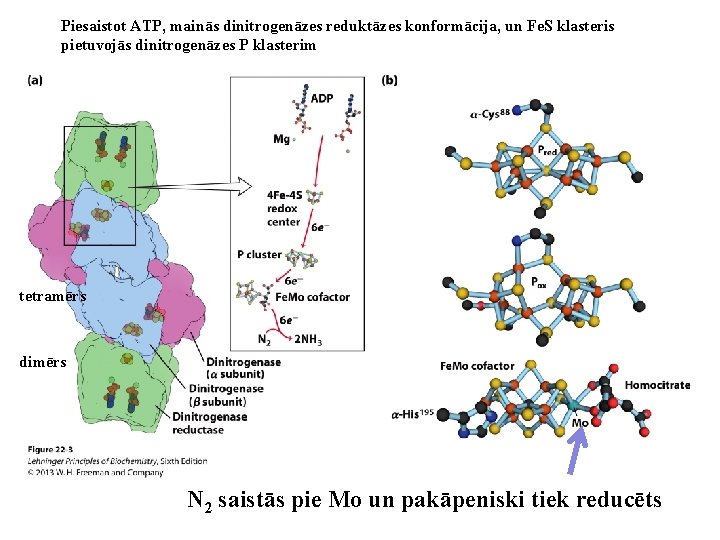 Piesaistot ATP, mainās dinitrogenāzes reduktāzes konformācija, un Fe. S klasteris pietuvojās dinitrogenāzes P klasterim