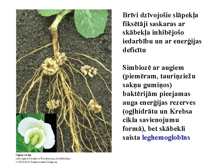 Brīvi dzīvojošie slāpekļa fiksētāji saskaras ar skābekļa inhibējošo iedarbību un ar enerģijas deficītu Simbiozē