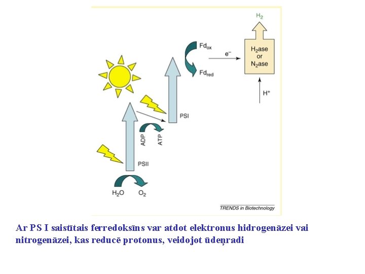 Ar PS I saistītais ferredoksīns var atdot elektronus hidrogenāzei vai nitrogenāzei, kas reducē protonus,