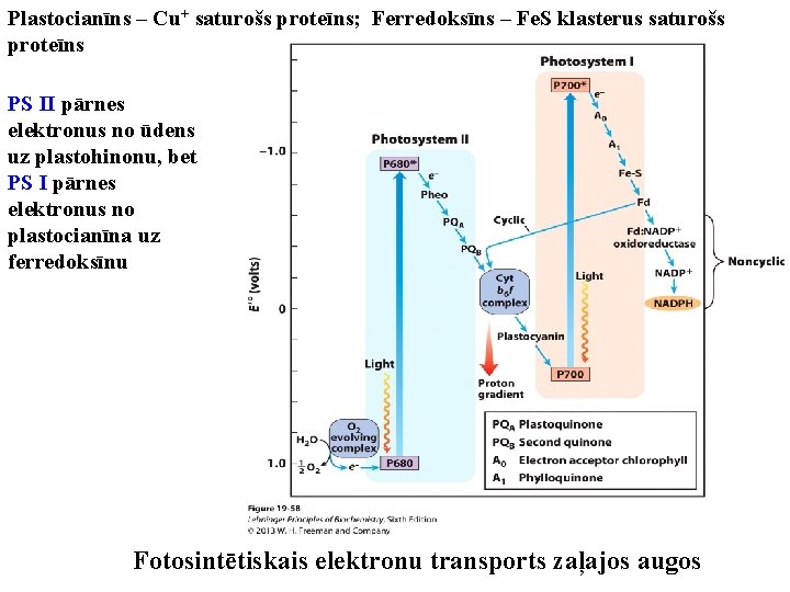 Plastocianīns – Cu+ saturošs proteīns; Ferredoksīns – Fe. S klasterus saturošs proteīns PS II