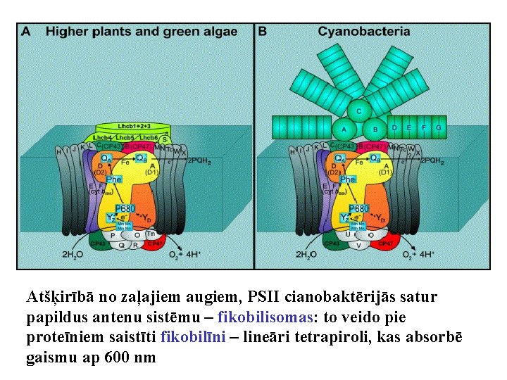 Atšķirībā no zaļajiem augiem, PSII cianobaktērijās satur papildus antenu sistēmu – fikobilisomas: to veido