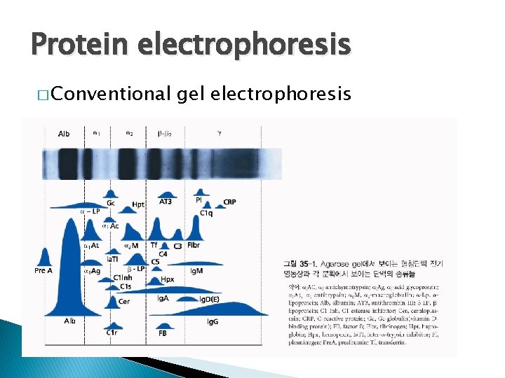 Protein electrophoresis � Conventional gel electrophoresis 