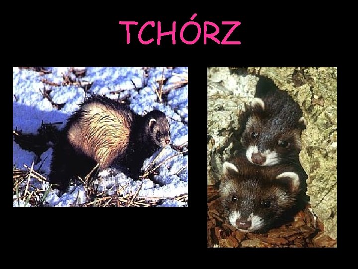 TCHÓRZ 