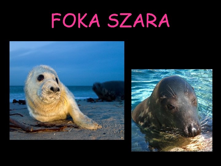 FOKA SZARA 