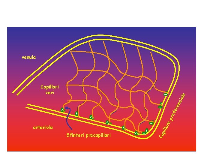 venula arteriola Sfinteri precapillari Ca pil lar ep ref ere nzi ale Capillari veri