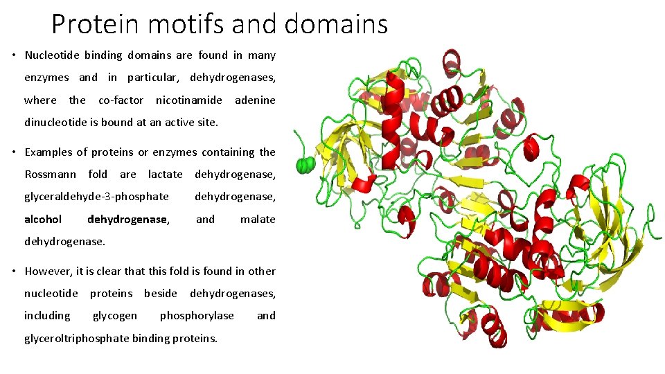 Protein motifs and domains • Nucleotide binding domains are found in many enzymes and