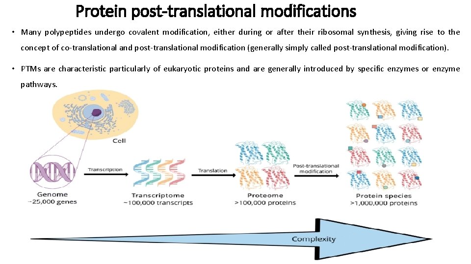 Protein post-translational modifications • Many polypeptides undergo covalent modification, either during or after their