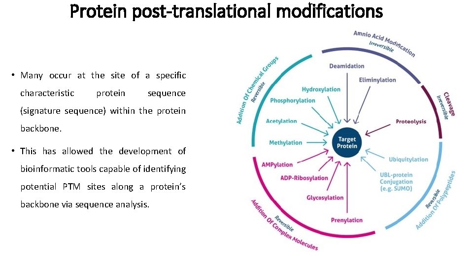 Protein post-translational modifications • Many occur at the site of a specific characteristic protein