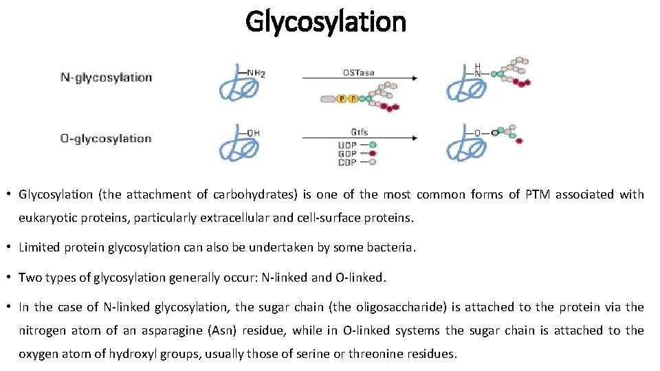 Glycosylation • Glycosylation (the attachment of carbohydrates) is one of the most common forms