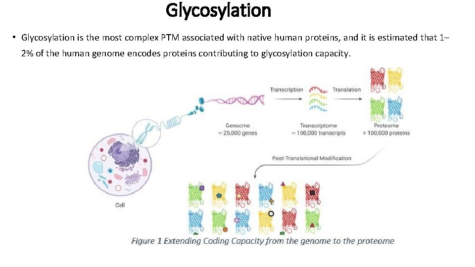 Glycosylation • Glycosylation is the most complex PTM associated with native human proteins, and