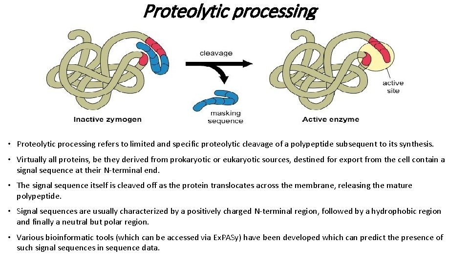 Proteolytic processing • Proteolytic processing refers to limited and specific proteolytic cleavage of a