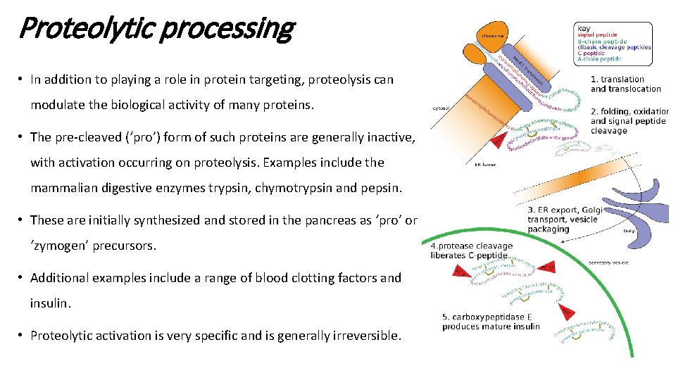 Proteolytic processing • In addition to playing a role in protein targeting, proteolysis can