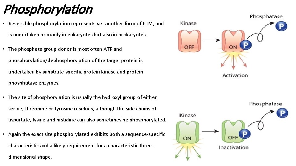 Phosphorylation • Reversible phosphorylation represents yet another form of PTM, and is undertaken primarily