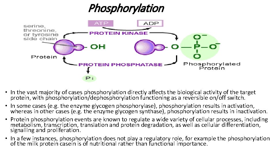 Phosphorylation • In the vast majority of cases phosphorylation directly affects the biological activity