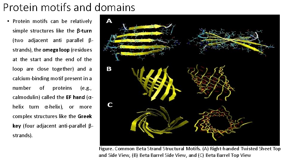 Protein motifs and domains • Protein motifs can be relatively simple structures like the