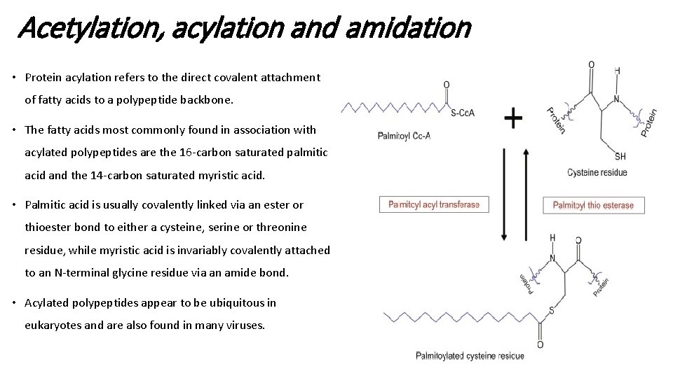 Acetylation, acylation and amidation • Protein acylation refers to the direct covalent attachment of