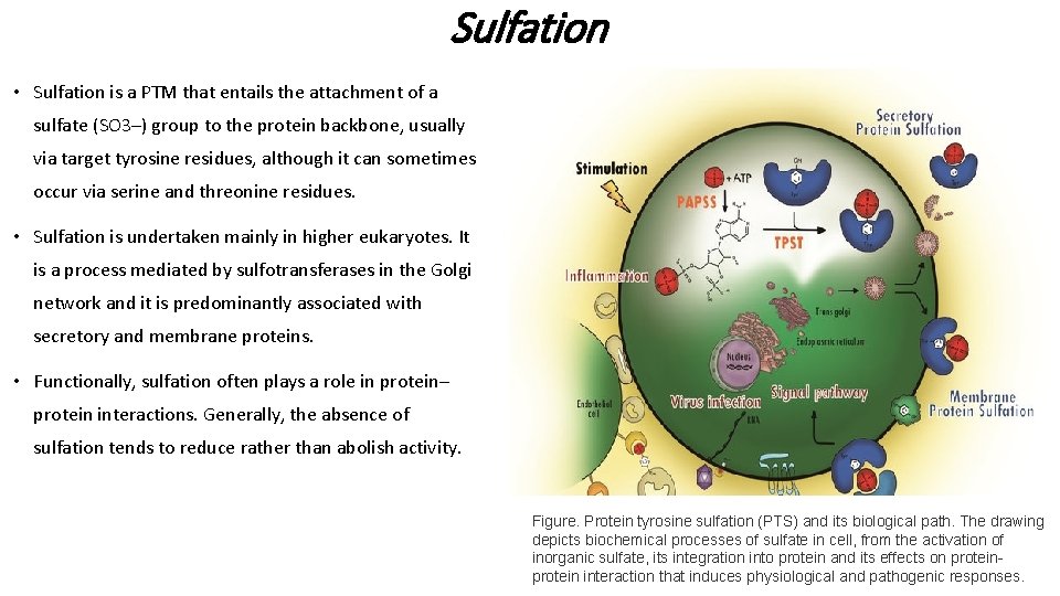 Sulfation • Sulfation is a PTM that entails the attachment of a sulfate (SO