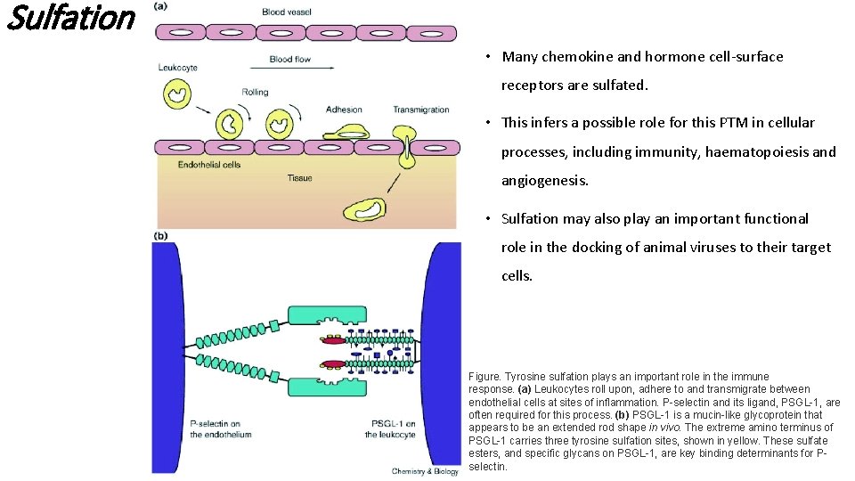 Sulfation • Many chemokine and hormone cell-surface receptors are sulfated. • This infers a