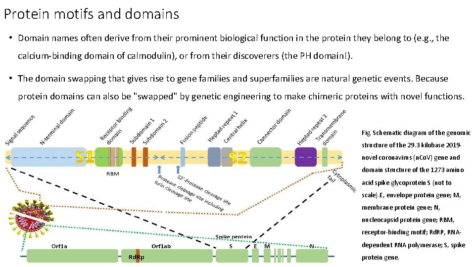 Protein motifs and domains • Domain names often derive from their prominent biological function