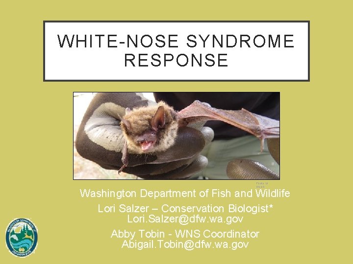 WHITE-NOSE SYNDROME RESPONSE Photo: M. Marsh Washington Department of Fish and Wildlife Lori Salzer