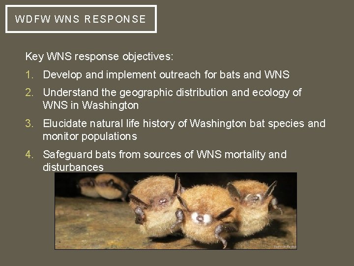 WD FW WNS RESPONSE Key WNS response objectives: 1. Develop and implement outreach for