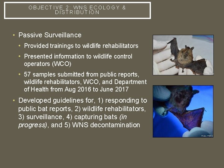OBJECTIVE 2: WNS ECOLOGY & DISTRIBUTION • Passive Surveillance • Provided trainings to wildlife