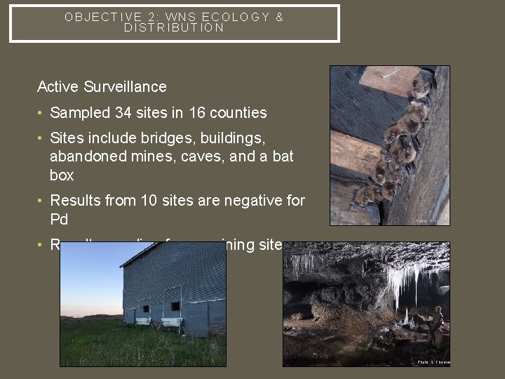 OBJECTIVE 2: WNS ECOLOGY & DISTRIBUTION Active Surveillance • Sampled 34 sites in 16