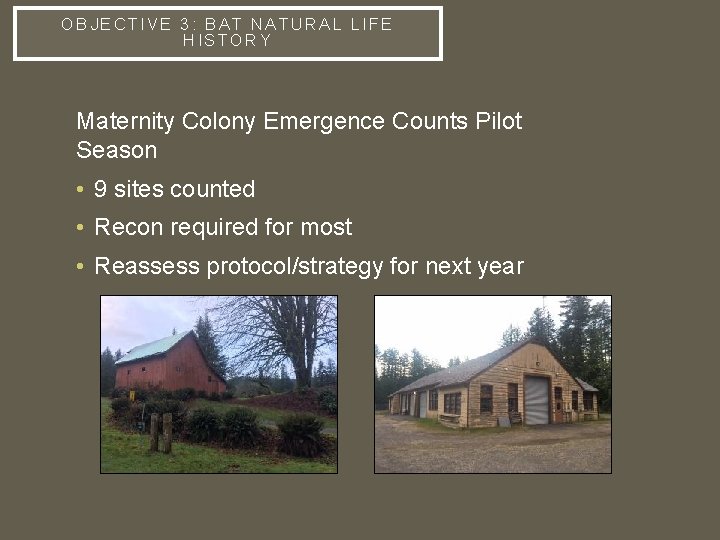 OBJECTIVE 3: BAT NATURAL LIFE HISTORY Maternity Colony Emergence Counts Pilot Season • 9