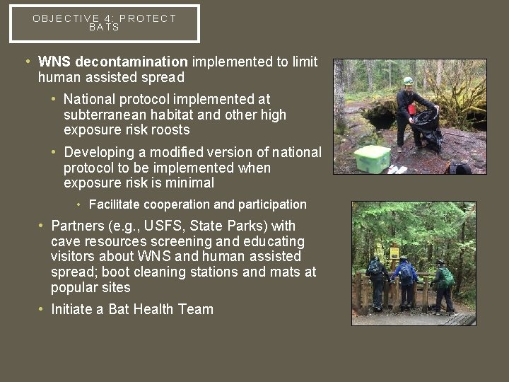 OBJECTIVE 4: PROTECT BATS • WNS decontamination implemented to limit human assisted spread •