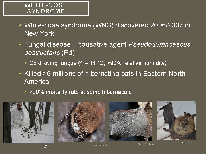 WHI TE-NOSE SYNDROME • White-nose syndrome (WNS) discovered 2006/2007 in New York • Fungal