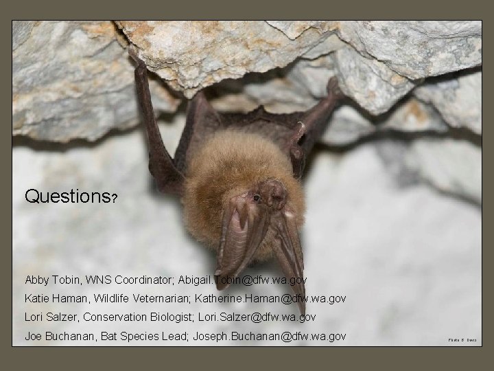 Questions? Abby Tobin, WNS Coordinator; Abigail. Tobin@dfw. wa. gov Katie Haman, Wildlife Veternarian; Katherine.