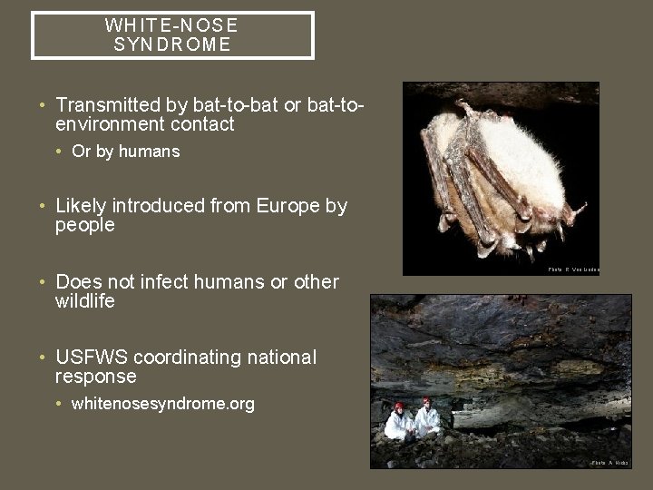 W HIT E-NOSE SYNDROME • Transmitted by bat-to-bat or bat-toenvironment contact • Or by