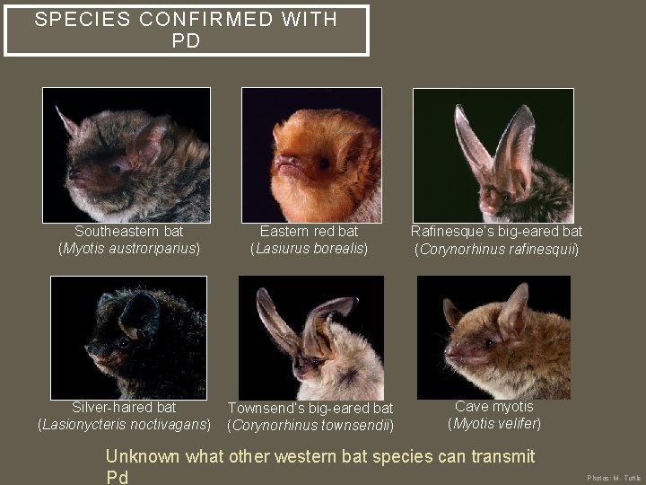 SPECIES CONFIRMED WITH PD Southeastern bat (Myotis austroriparius) Silver-haired bat (Lasionycteris noctivagans) Eastern red