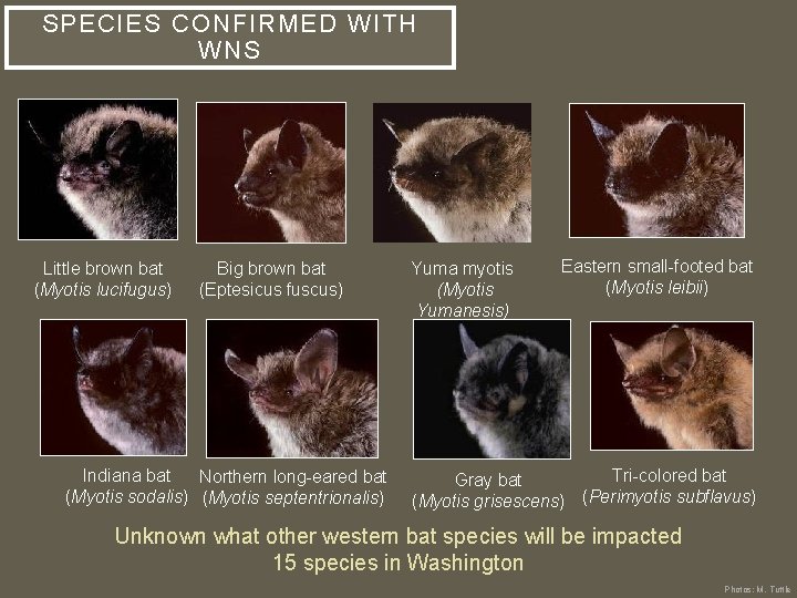 SPECIES CONFIRMED WITH WNS Little brown bat (Myotis lucifugus) Big brown bat (Eptesicus fuscus)
