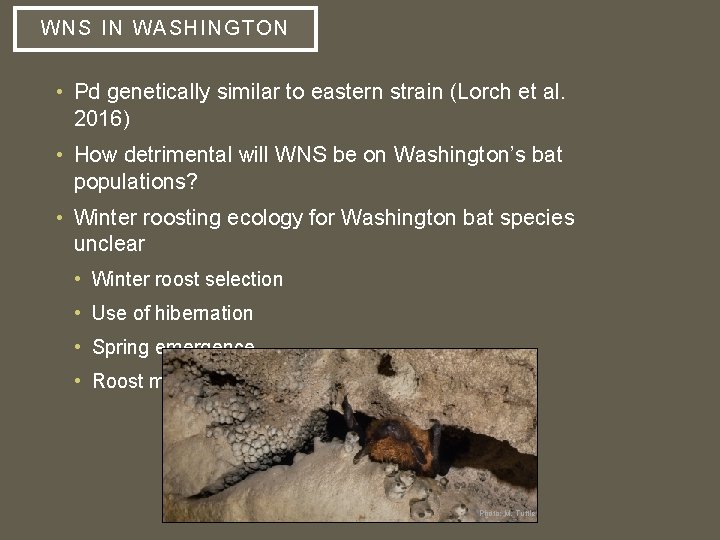 WNS IN WASHINGTON • Pd genetically similar to eastern strain (Lorch et al. 2016)