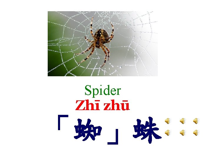 Spider Zhī zhū 「蜘」蛛 
