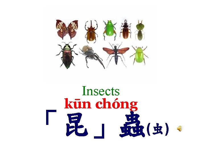 Insects kūn chóng 「昆」蟲(虫) 