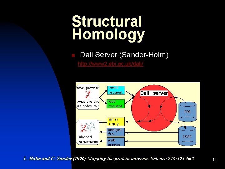 Structural Homology n Dali Server (Sander-Holm) http: //www 2. ebi. ac. uk/dali/ L. Holm