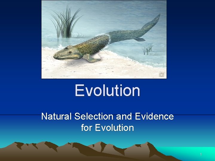 Evolution Natural Selection and Evidence for Evolution 1 