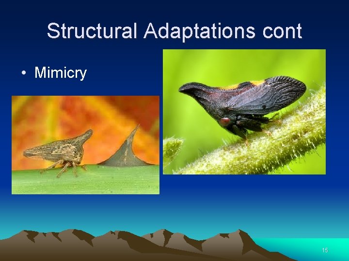 Structural Adaptations cont • Mimicry 15 