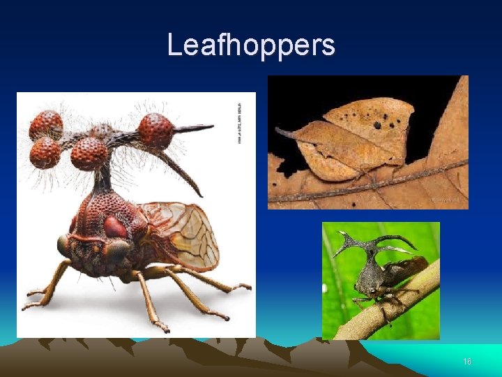 Leafhoppers 16 