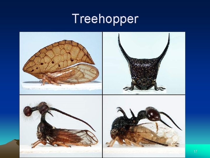 Treehopper 17 