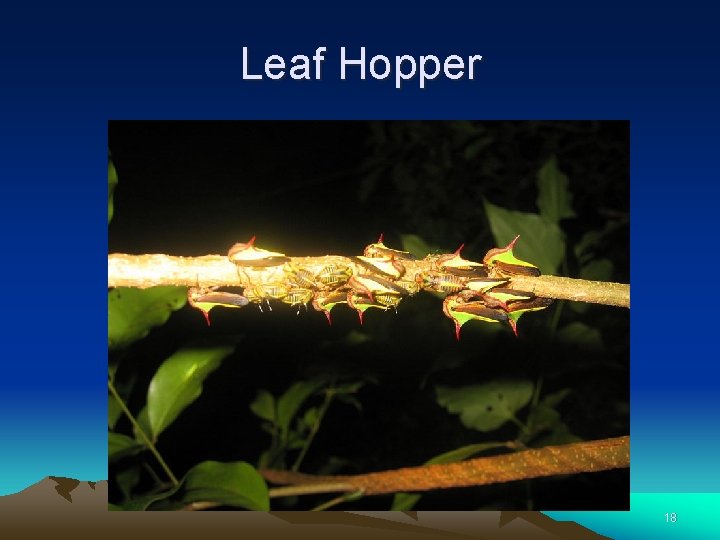 Leaf Hopper 18 